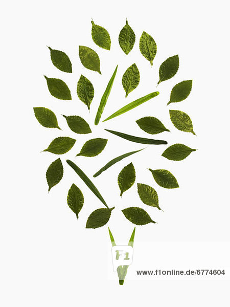 Leaf pattern