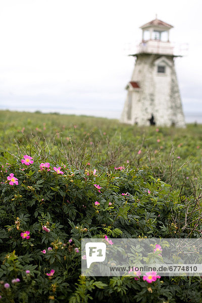 Wild roses with an old  abandoned lighthouse in the background  Pomquet Island  Bayfield  Antrigonish County  Nova Scotia