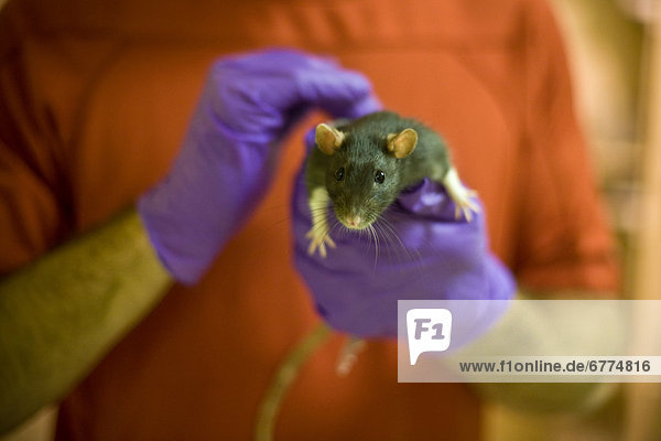 Researcher holding a laboratory rat  Sackville  New Brunswick