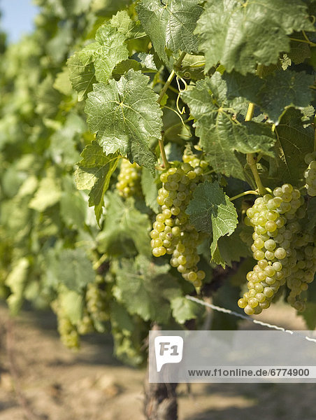 Green grapes growing at a wine vineyard  Niagara-on-the-Lake  Ontario