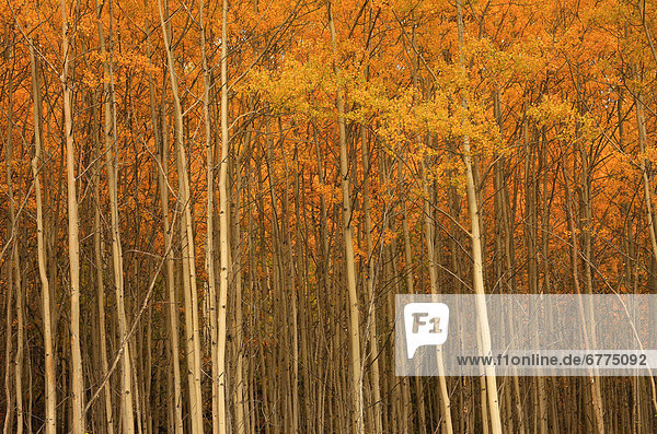 Poplar forest in autumn  Teslin  Yukon