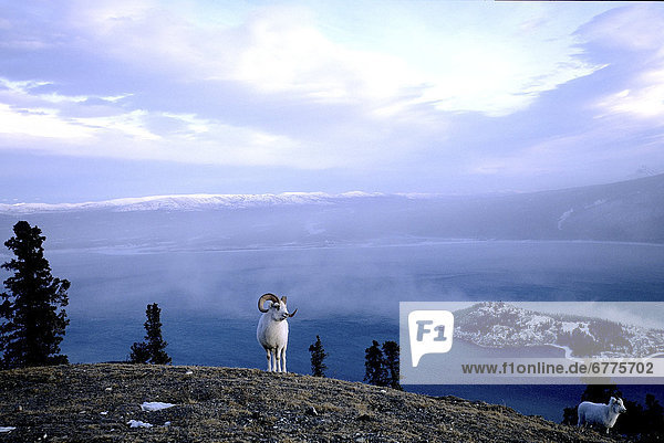 Dall Sheep Ram at the Peak of a Hill above Kluane Lake  in Kluane National Park  Haines Junction  Yukon