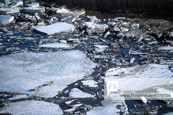Stachelschwein  Erethizon dorsatum  überqueren  Eis  fließen  Fluss  Karibu  Yukon