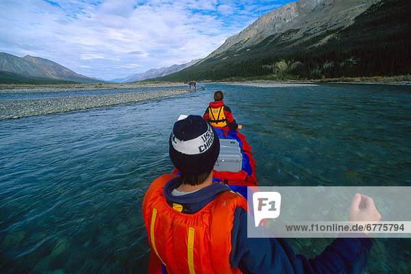 Canoeists watch as a Caribou and Calf leave the Water  Snake River  Whitehorse  Yukon