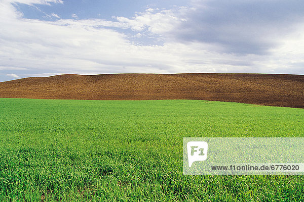 Farmland with Early Growth Grain in the foreground and Newly Seeded Field in the background  Tiger Hills  Manitoba