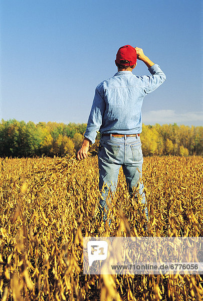 Artist's Choice: Farmer Looks out over his Harvest ready Soybean Crop  near Lorette  Manitoba