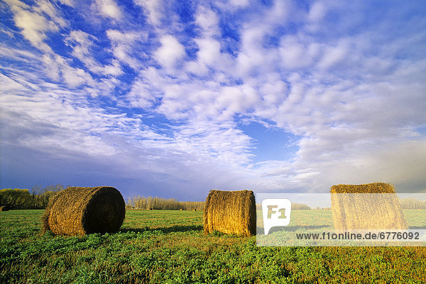 Alfalfa Rolls in a Field  near Winnipeg  Manitoba