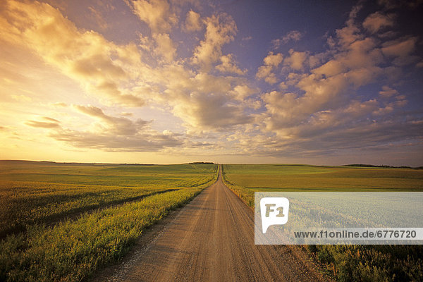 Country Road through Farmland  Tiger Hills near Holland  Manitoba