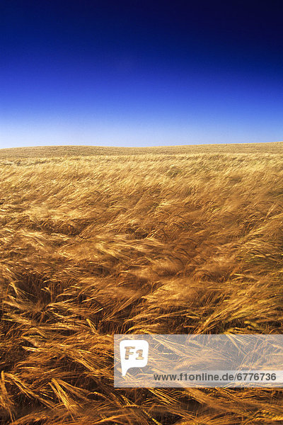 Ripening Wind-Blown Barley  Tiger Hills  Manitoba