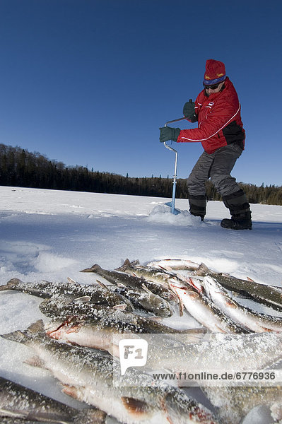 Mann  See  Eis  angeln  graben  gräbt  grabend  Fokus auf den Vordergrund  Fokus auf dem Vordergrund  Forelle  Ontario
