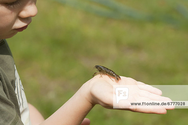 Young boy holding crayfish on the palm of his hand  Ontario  Canada
