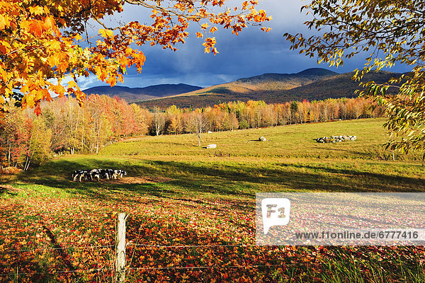 Hausrind  Hausrinder  Kuh  Feld  Herbst  Quebec
