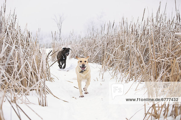 Winter rennen 2 Labrador Sumpf Golden Retriever Assiniboine Manitoba Winnipeg