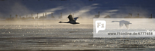 Trompeter  nahe  Silhouette  fliegen  fliegt  fliegend  Flug  Flüge  Yukon  Schwan