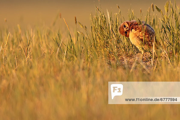 Fotografie  Jungvogel  Konsequenz  Landschaftlich schön  landschaftlich reizvoll  Saskatchewan  Digitale Verbesserung  graben  gräbt  grabend  Eule