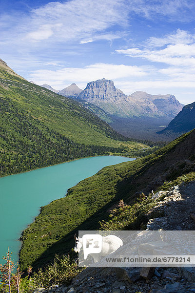 Vereinigte Staaten von Amerika  USA  Gams  Oreamnos americanus  Erhöhte Ansicht  Aufsicht  Glacier Nationalpark