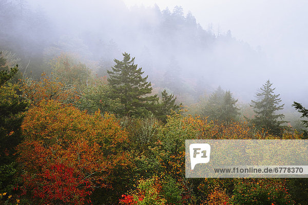 Mist over colourful trees  Great Smoky Mountains National Park  North Carolina