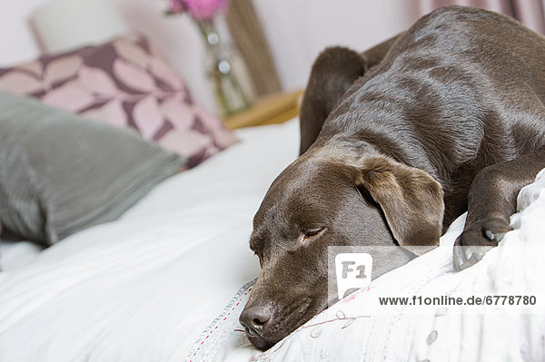 Bett  schlafen  Schokolade  Labrador