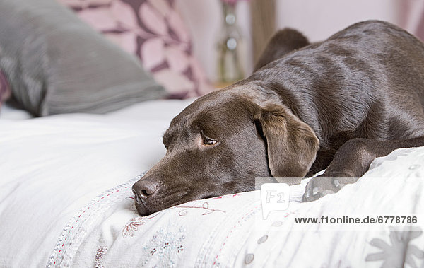 Schokolade Labrador auf Bett liegend