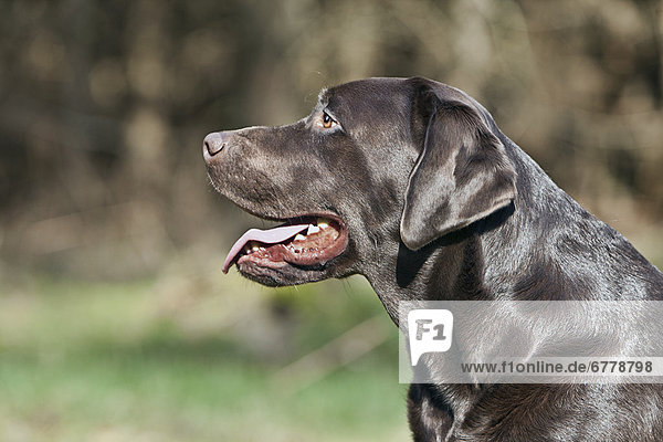 Profil  Profile  schwarz  Labrador