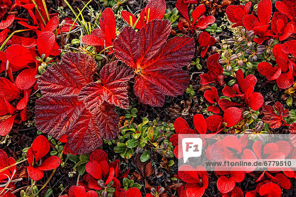Farbe  Farben  Pflanze  Moltebeere  Rubus chamaemorus  Bärentraube  Yukon