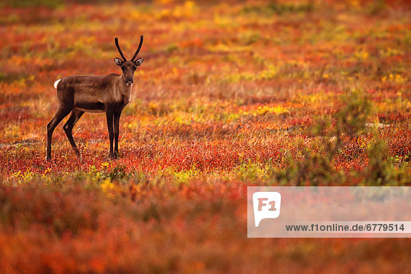 Young caribou in the fall colours  Dempster Highway  Yukon