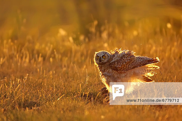 Immature Great horned owl backlit in a grass field  Saskatchewan