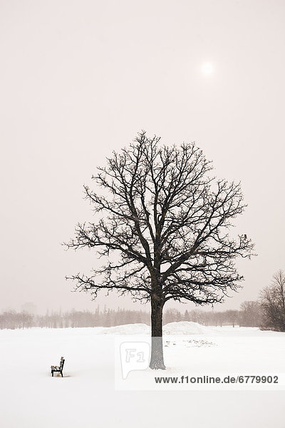 Lone tree and winter landscape Assiniboine Park Winnipeg Manitoba