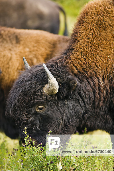 Bison grazing  Northern British Columbia