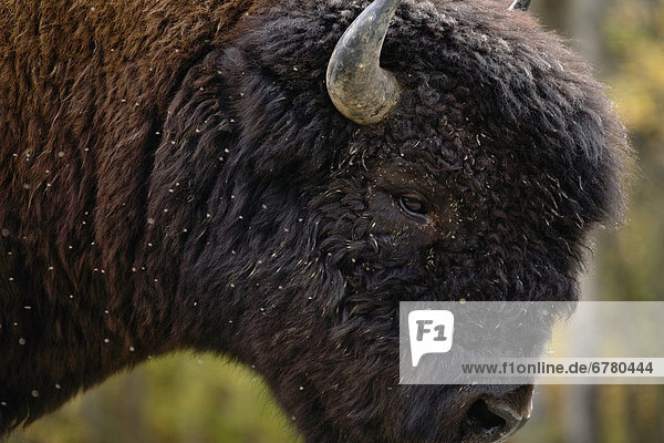 Close-up of a bison  Northern British Columbia