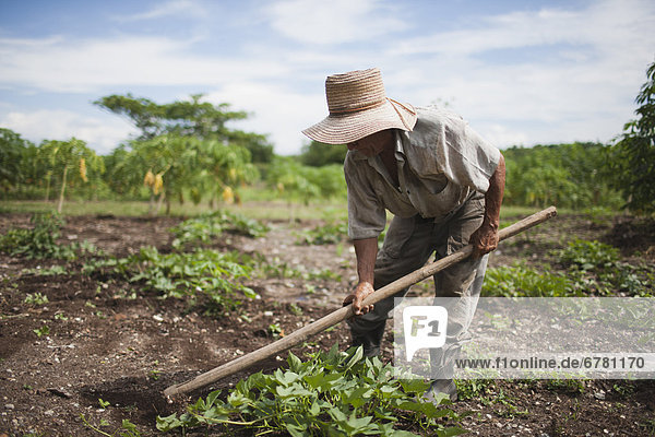 Cuba  Las Tunas  Farmer digging in field