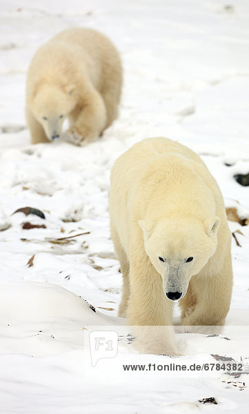 Eisbär  Ursus maritimus  Manitoba