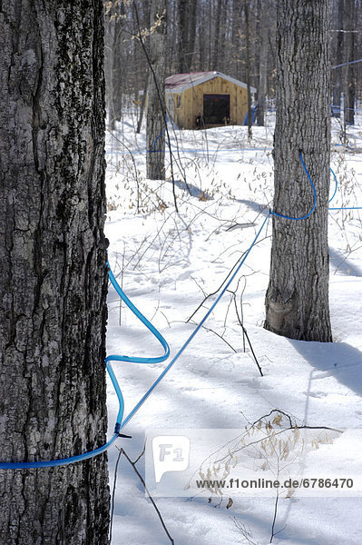 benutzen  Wasserhahn  Baum  Kunststoff  Schlauch  Kollektion  Ahorn  Ontario