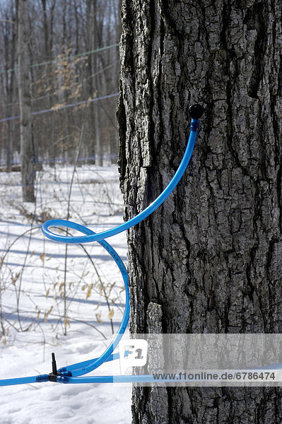 benutzen  Baum  Kunststoff  Schlauch  Kollektion  Ahorn  Ontario