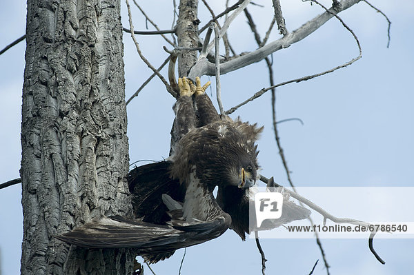 Young bald headed eagle hanging from a tree  Nahanni National Park  Northwest Territories