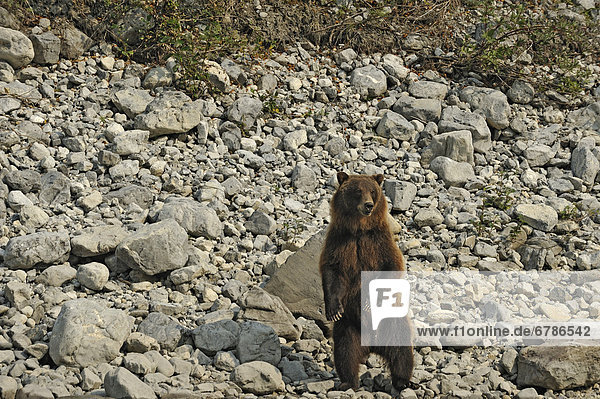 Grizzly Bear standing on the banks of the South Nahanni River  Nahanni National Park  Northwest Territories