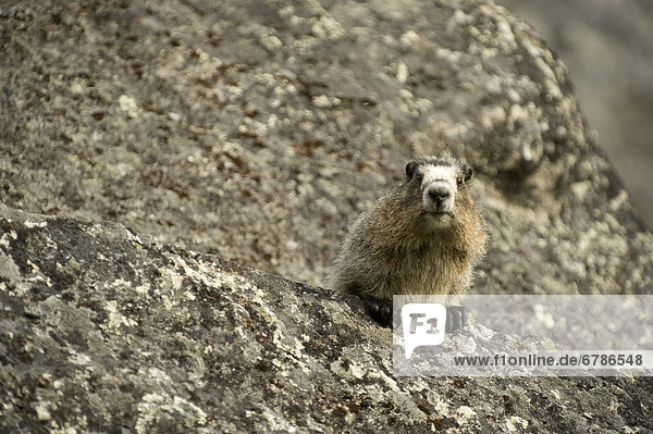Hoary Marmot on a lichen covered rock in the Cirque of Unclimables  Nahanni National Park  Northwest Territories
