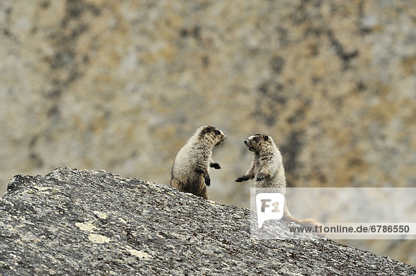Hoary Marmots in the Cirque of Unclimables  Nahanni National Park  Northwest Territories