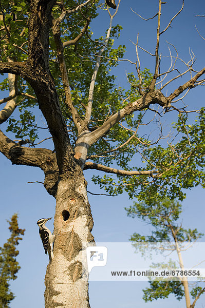Hairy Woodpecker at its nest in spring  Whitehorse  Yukon