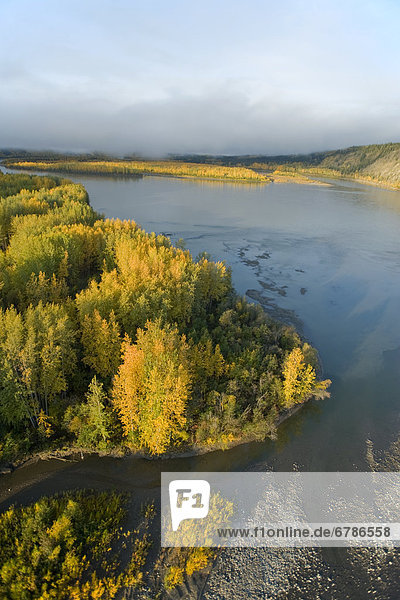 Fall on the Yukon River at sunrise  confluence of Klondike River and Yukon River  Yukon