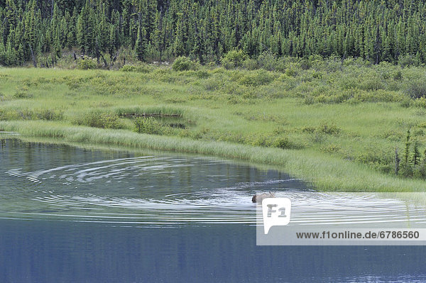 Cow moose feeding in the green grass of a small pond  Boreal forest  Yukon