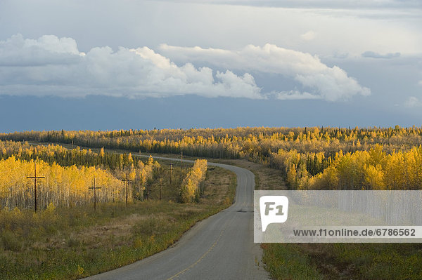 Fall colors on the Alaska Highway  near Whitehorse  Yukon