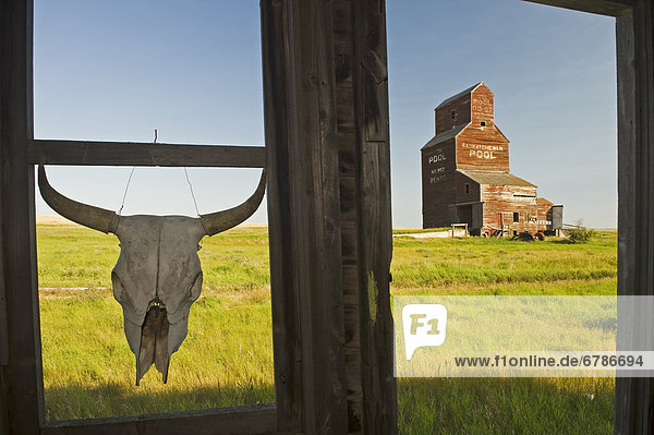 Cow skull hanging from an old window frame with an abandoned grain elevator in the background  ghost town of Bents  Saskatchewan
