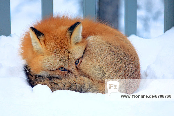 Red fox laying in snow on a porch  Teslin  Yukon
