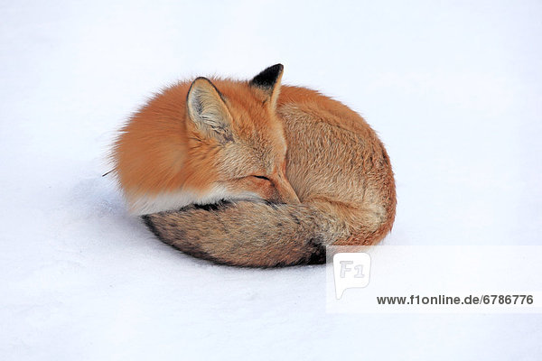 Red fox in snow,  Yukon