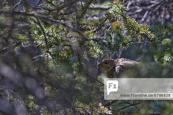 Spruce grouse perched in tree  British Columbia  Canada