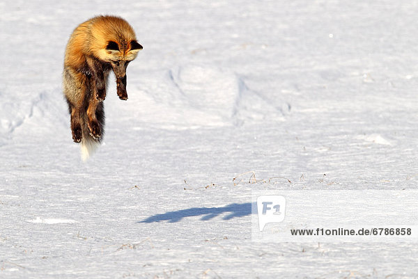 überqueren  springen  Jagd  Himmel  Kanada  Kreuz  Fuchs  Yukon