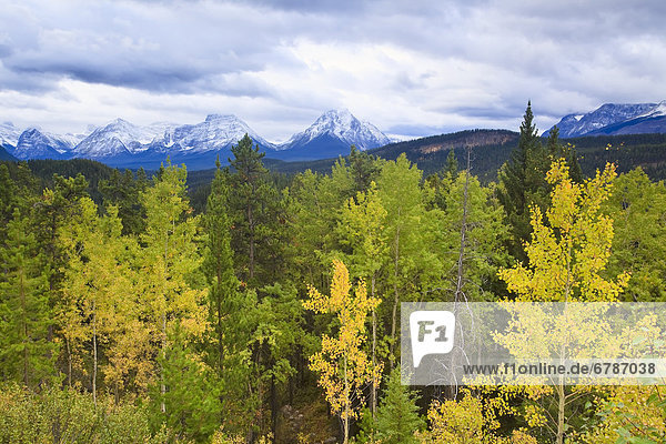 Herbst  Jasper Nationalpark  Alberta