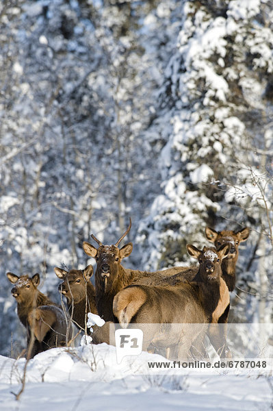 Group of Elk in winter  near Whitehorse  Yukon  Canada