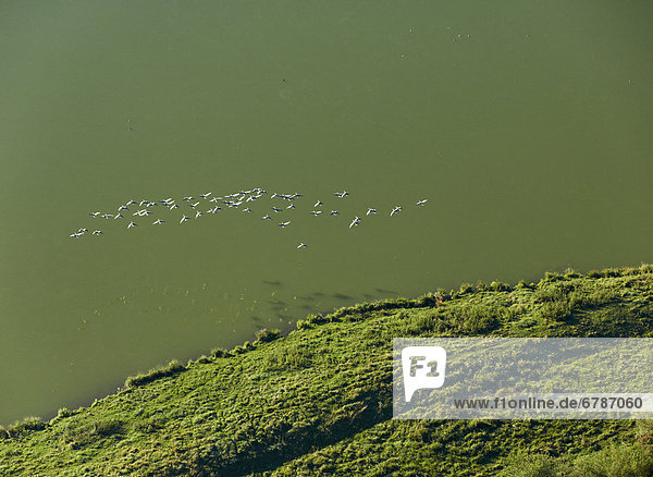 Gänse fliegen über einen See  Luftbild